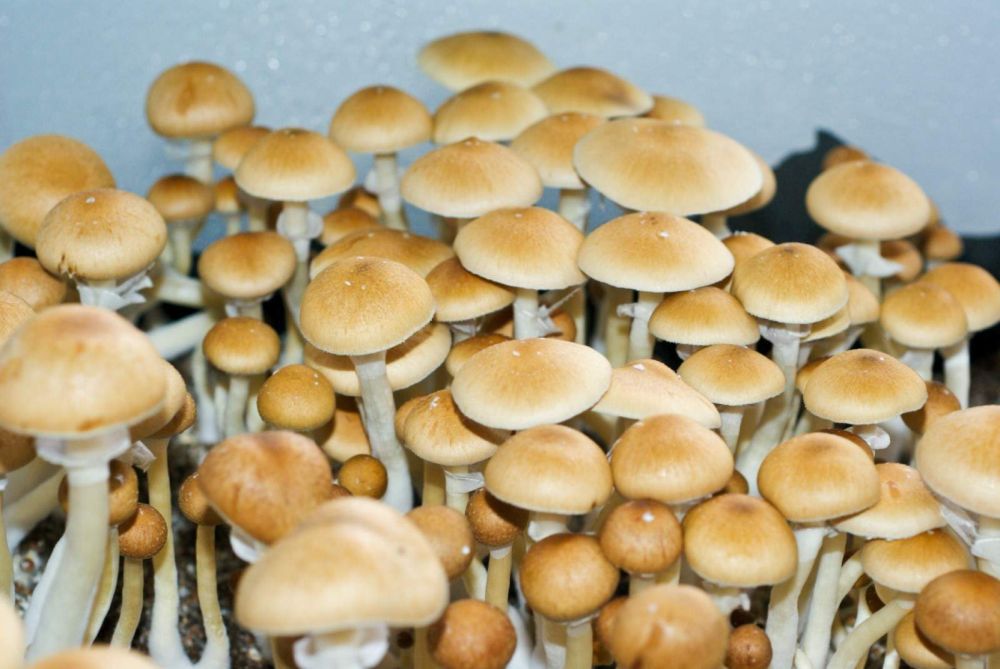 Uwagi na temat grzybów halucynogennych Psilocybe cubensis | hyperreal.info