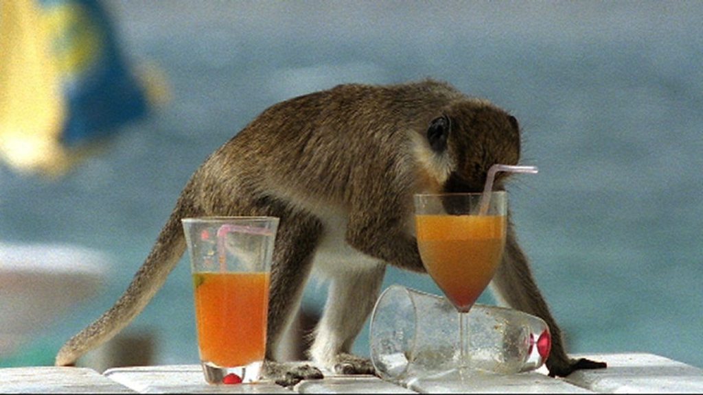 Znalezione obrazy dla zapytania MaÅ‚pie jÄ…dra drink